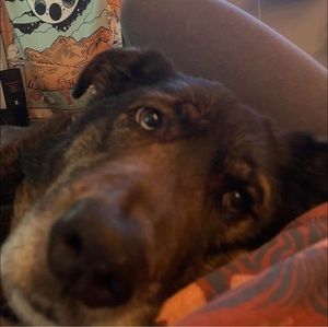 Meet your Posher, Devon